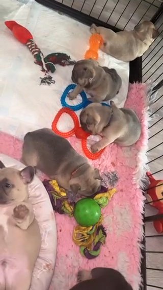 1 French Bull Dog Pip
