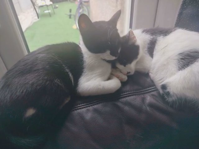 beautiful Turkish Van kittens for sale