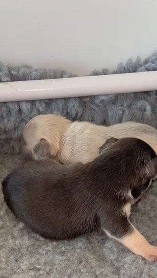 FRENCH BULLDOGS