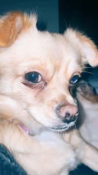 2 year old Female Chihuahua