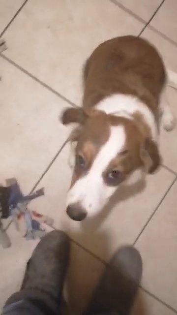 Kooikerhondje puppies
