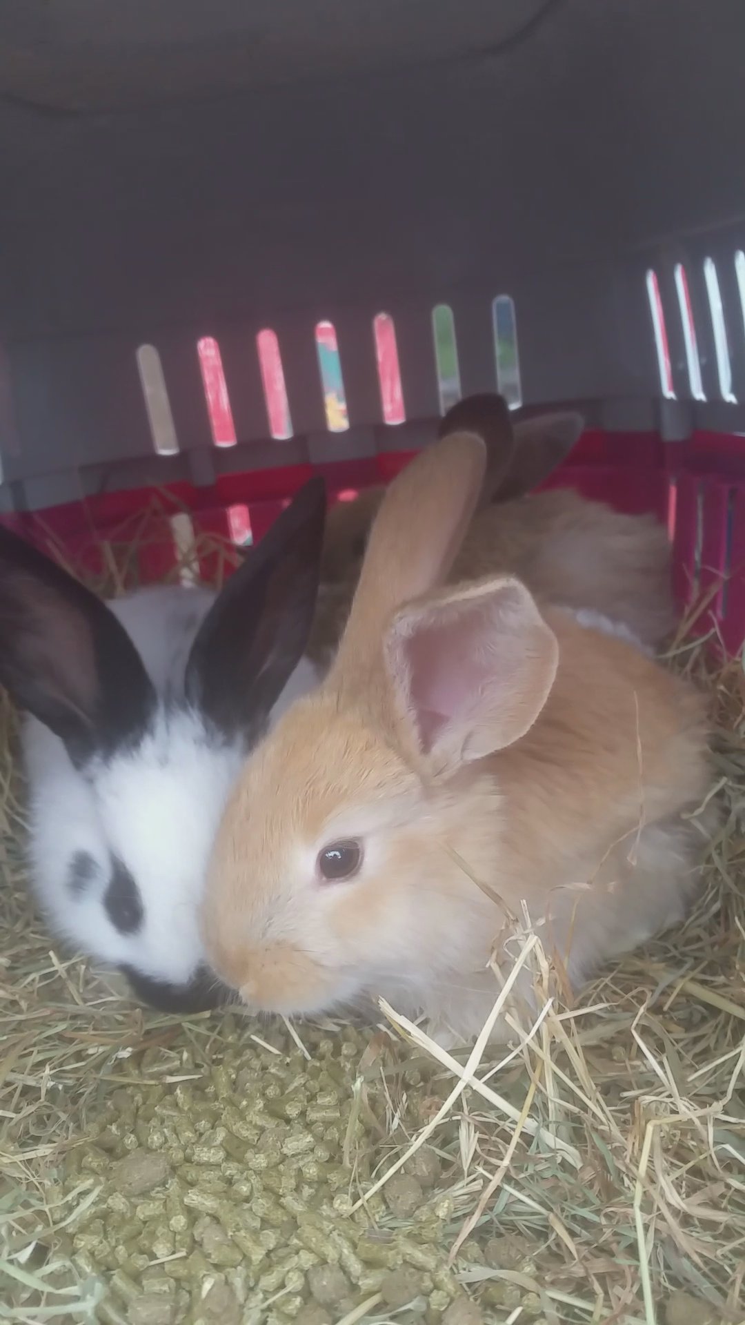 Giant Papillon baby rabbits