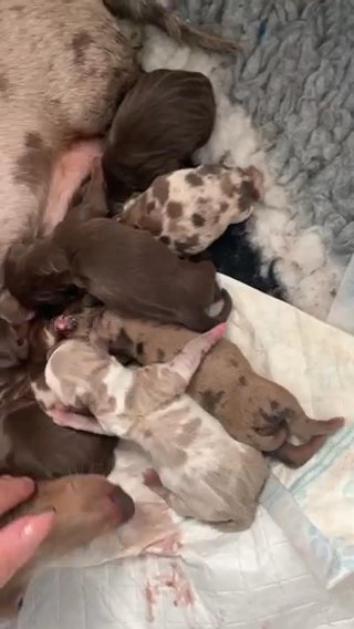 miniture dachshund pup