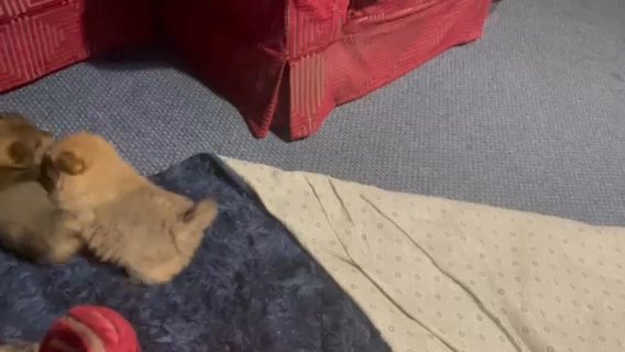 Teddy Bear Pomeranian Puppies