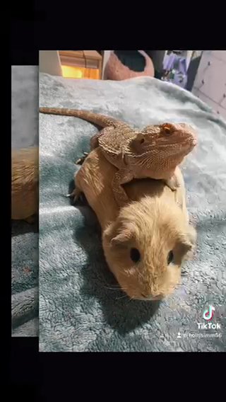 Breading My Male Beard Dragon