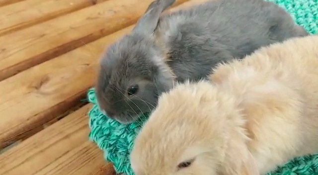 gorgeous mini lops for sale