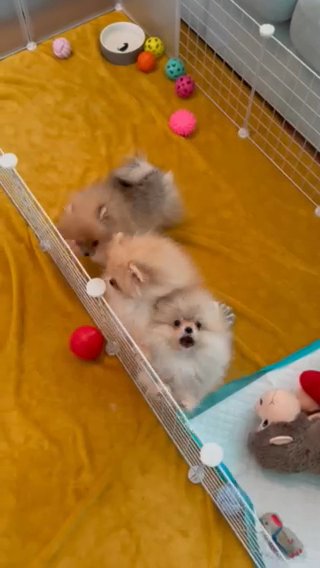 pomeranian
