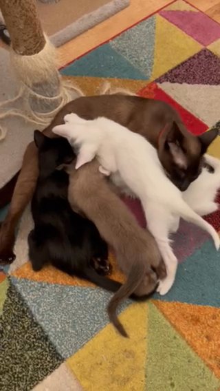 Oriental/burmese Kittens