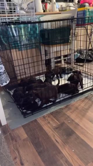Puppies