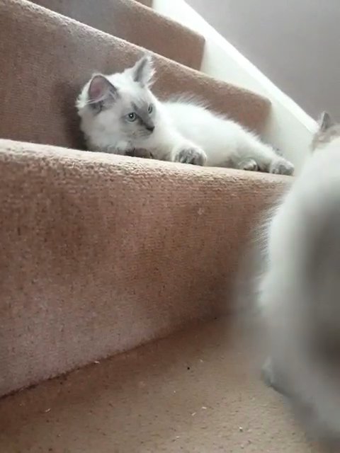 Ragdoll kittens for sale