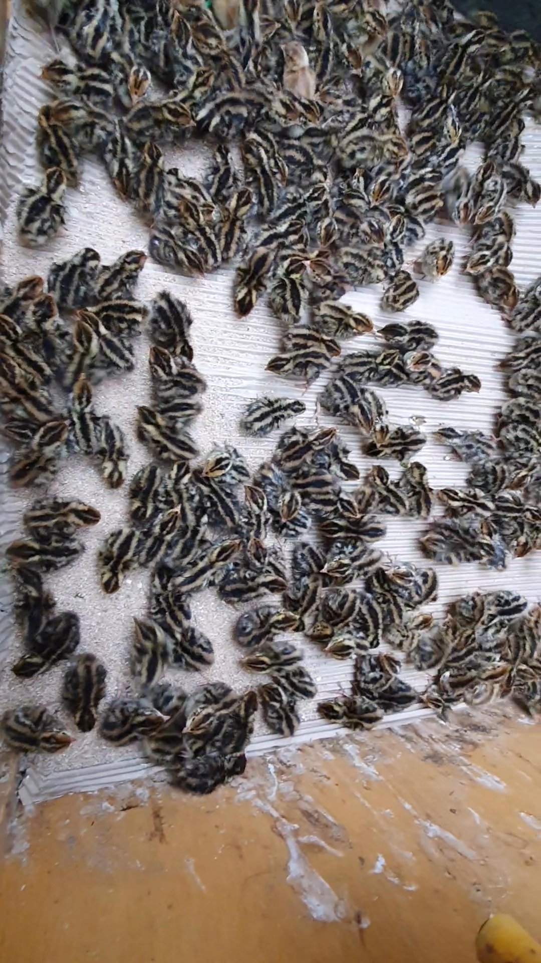 quail chick's for sale