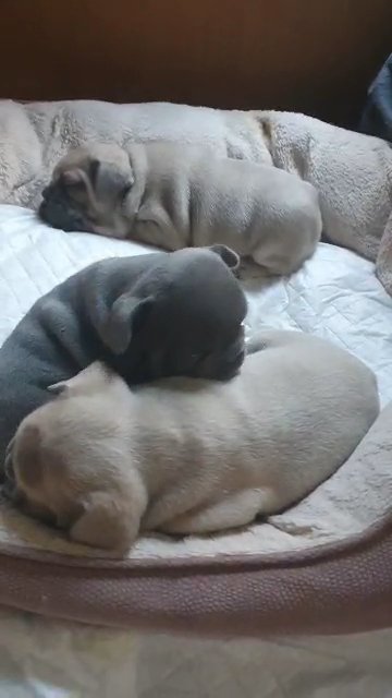sweet french bulldog puppies