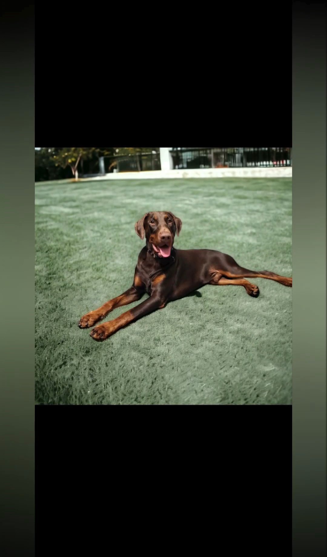 dobermann stud