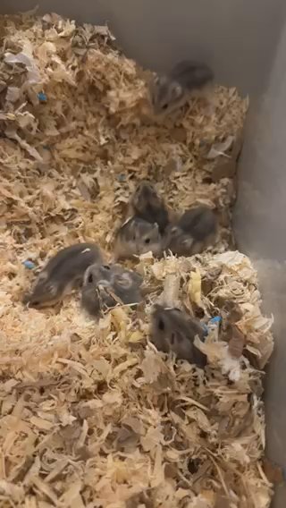 Hamsters Russian Dwarfs
