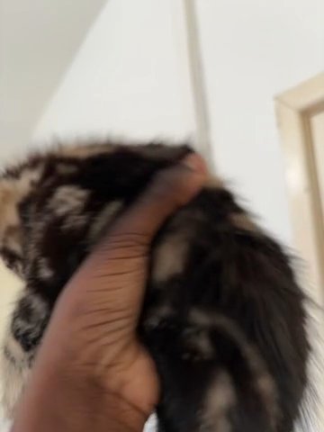 Male Mixed breed kitten free