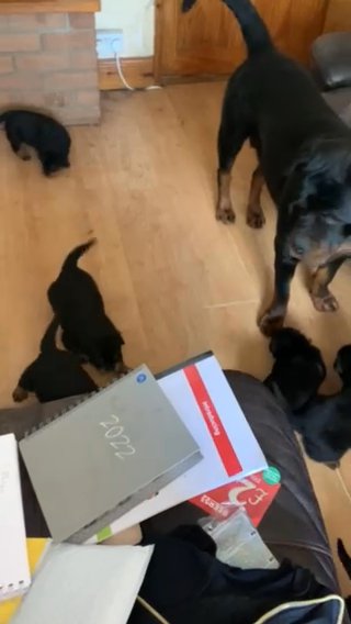 Rottweiler puppies