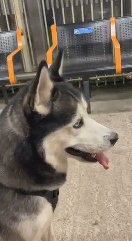 Siberian Husky Male