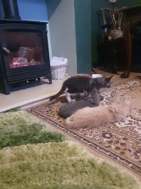 Maine Coon pedigree for sale