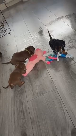 Miniature Dachshund
