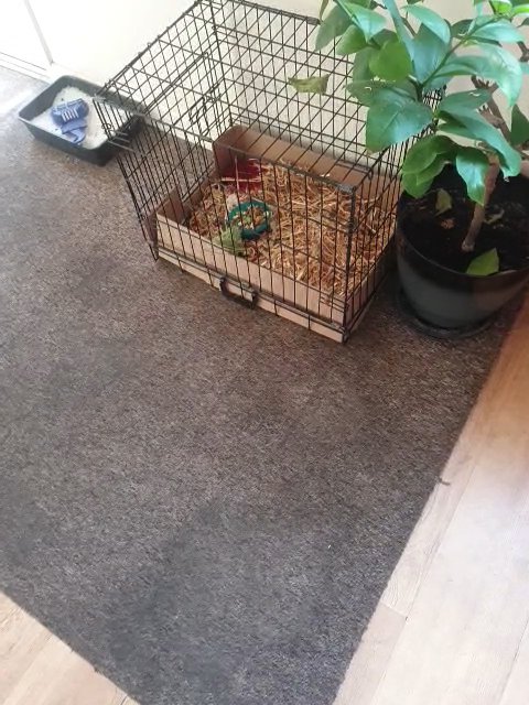 mini lop