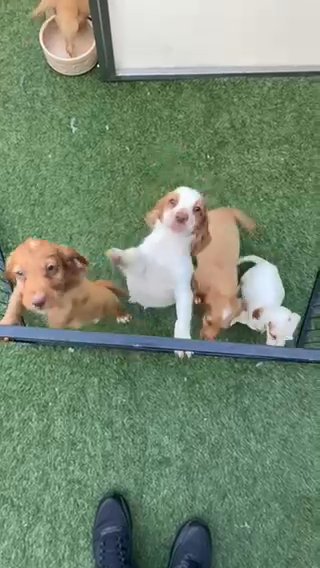 Cocker Spaniel’s