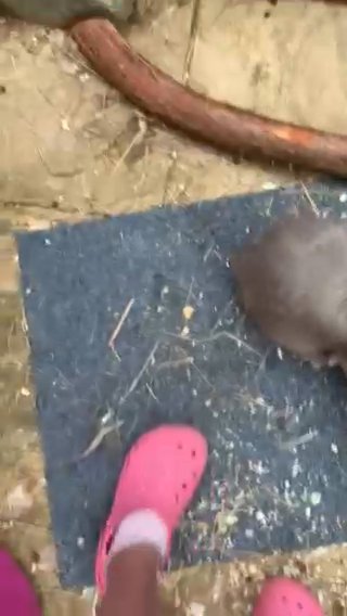 5 adorable bunnies looking for forever homes