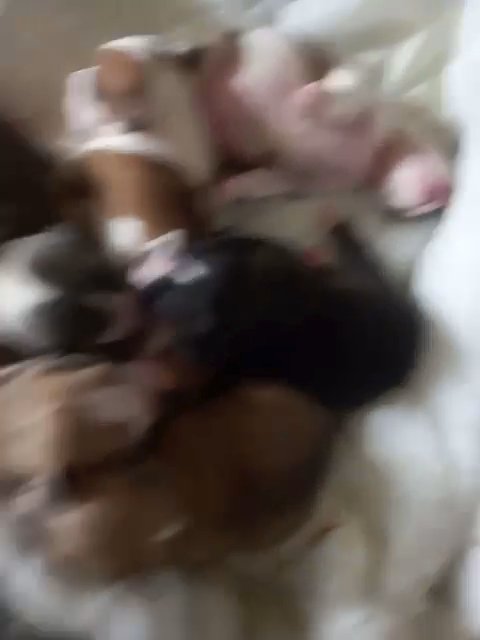 REDUCED !! QUAILTY PEDS 4 Weeks Old Pocket Bullys ?