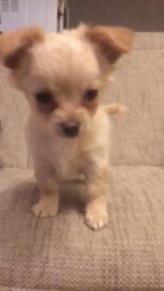 long hair cream chihuahua for sale bitch 9 weeks old vaccinated and microchipped offers will be considered