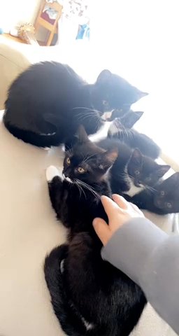 3 kittens looking for home