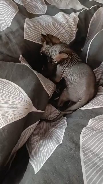 ?❤️ Last amazing Sphynx black boy ?❤️❣️