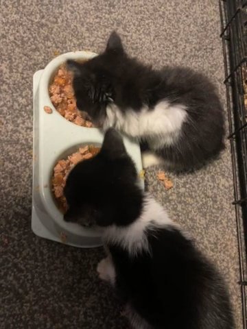 Kittens For Sale