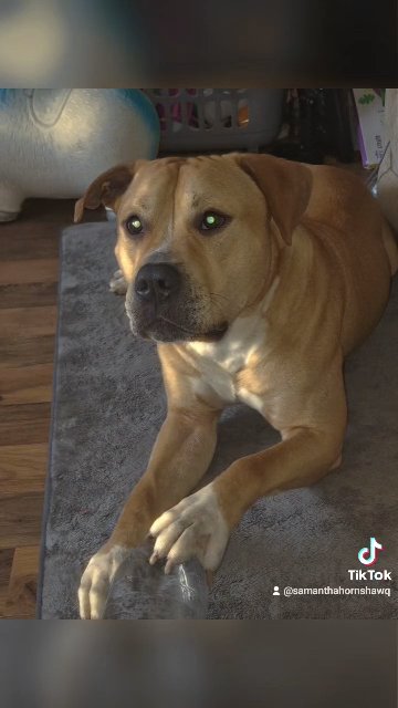 Male Staffordshire bull mastiff