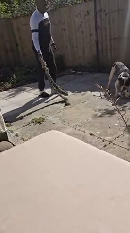 Free To The Right Home. Adult Male Alapaha!