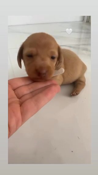 Miniature Red Daschunds
