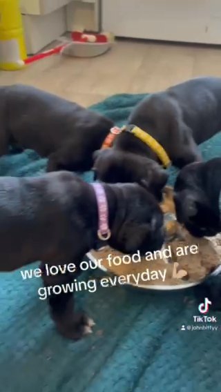 BIG.PRICE.DROP STUNNING CANE CORSO PUPPIES
