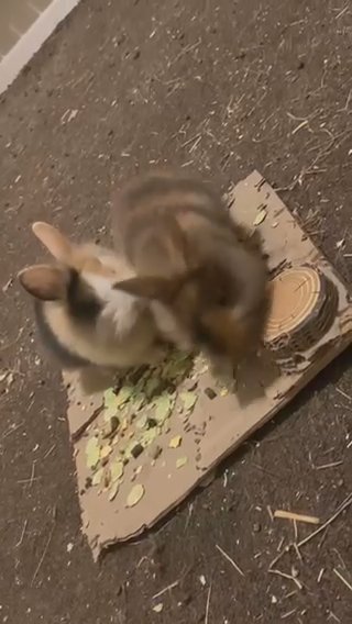Light Coloured lionhead X Dwarf Bunny