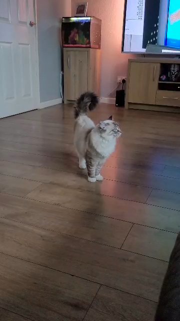 stud duties, quality gccf registered ragdoll