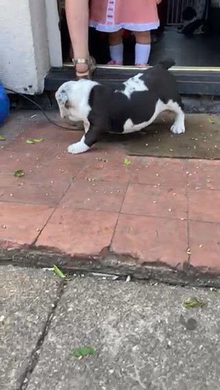 Ticked Female English Bulldog
