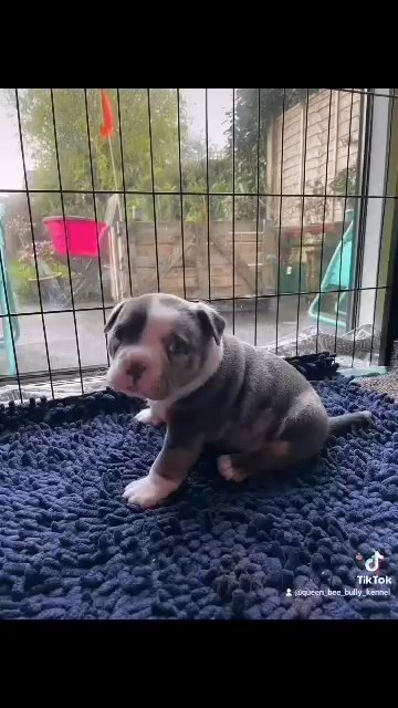 American bully pocket female