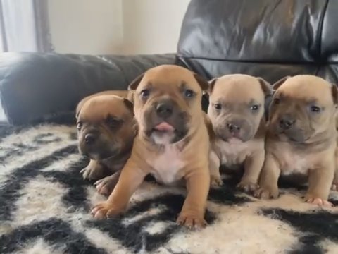 American Pocket Bully Pups
