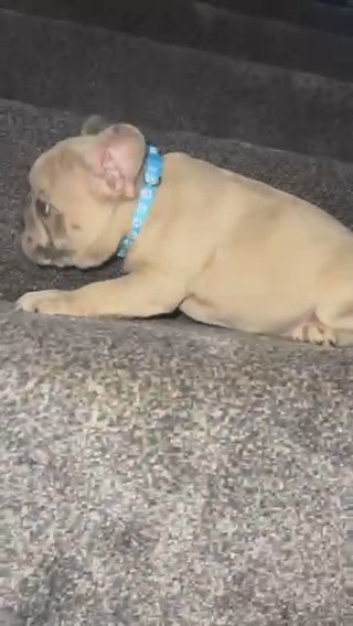 Merle Frenchie.