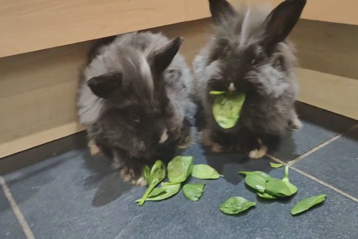 double Lionhead Rabbits