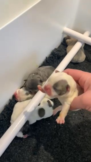 french bulldog puppies