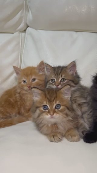 Maine Coon Mix Golden NY12 Stud?