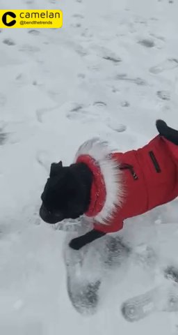 Canada pooch dog coat (medium)