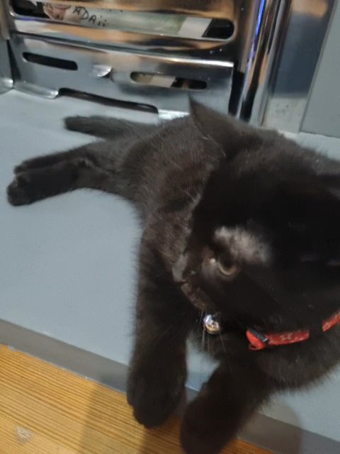 Kitkat (Rare bombay cat)