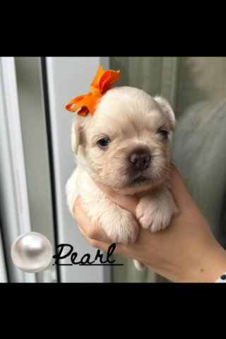 LAST LITTLE PRINCESS - FLUFFY FRENCHIE KC REG ??