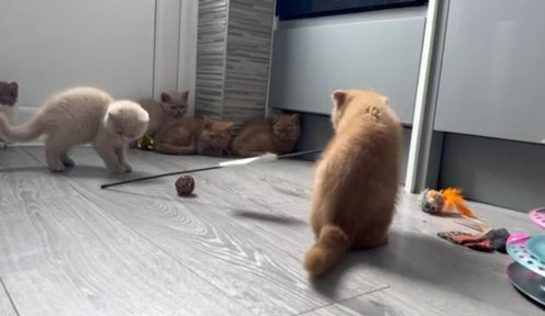 Tica Registered Bsh Kittens