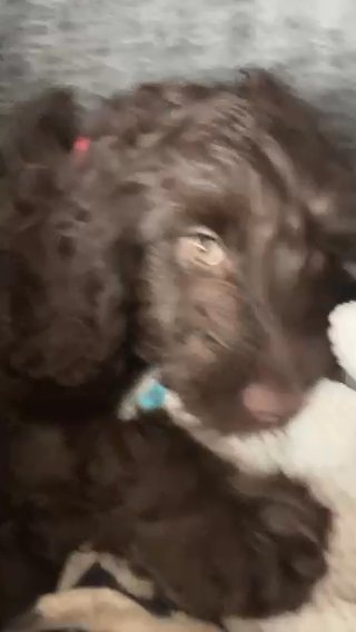 15 Week Old Cockapoo