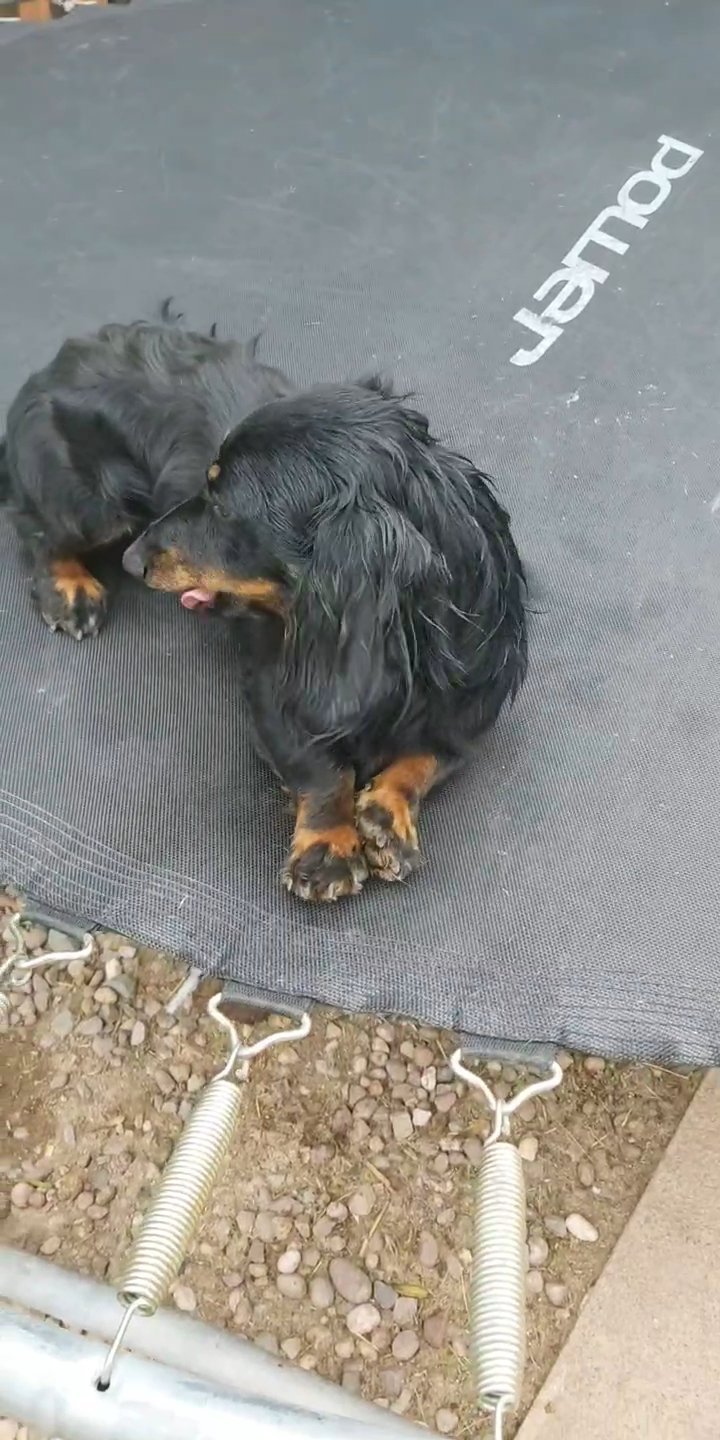 Stud! Long hair, daschund